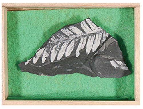 고사리화석 (고급형)
