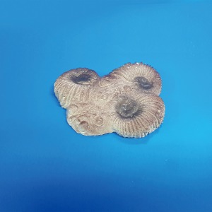암모나이트 화석모형