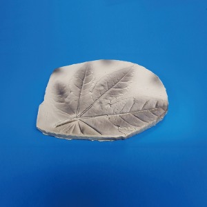 단풍잎 화석모형