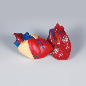 심장 구조모형(단면)