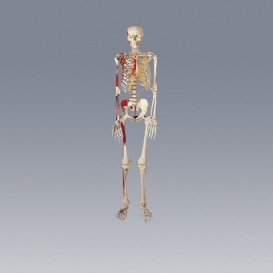 인체골격모형 (대형)