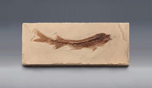 물고기화석 (Bony Fish, 브라질, 전시용화석)
