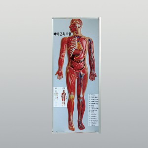 인체 뼈와 근육모형(새교과서용)