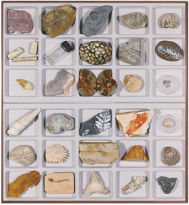 화석표본 (30종)
