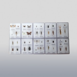 곤충표본 40종 (아크릴케이스)