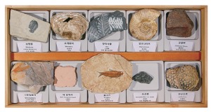 전시용 화석 10종 세트