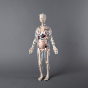 인체골격 + 인체해부모형키트