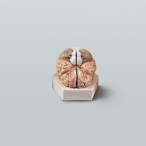 뇌의 구조모형 (기본형) A형