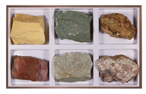 중생대 화석표본