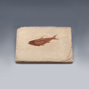 물고기화석 (Bony Fish, 와이오밍, 전시용화석)